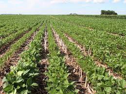 Double cropping