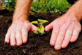 garden transplants