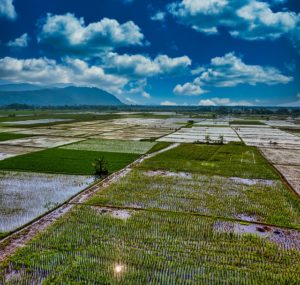 Top agricultural problems and solutions
