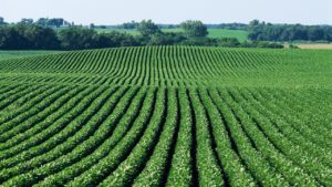 Top agricultural problems and solutions