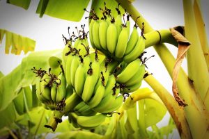 money making and easy agriculture business ideas