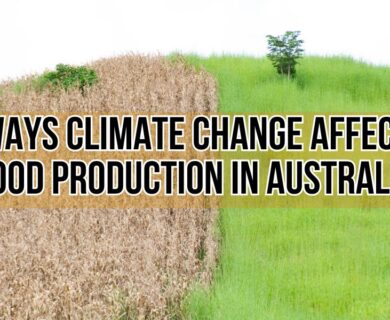 Climate Change Affect Food Production 